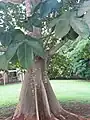 Sterculia apetala tree and leaves
