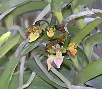 plant exhibiting post-pollination changes