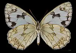 Melanargia lachesis ♀   △