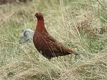 Red grouse
in Northumberland