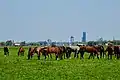 Horses in the meadow of Mantgum with Leeuwarden in the background