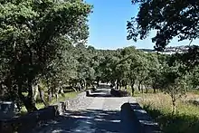 Q. rotundifolia forest in Valinhos, Fátima