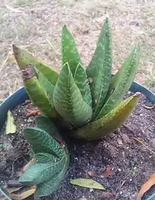 Gasteria carinata var carinata – the adult form with juvenile