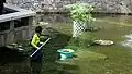 A Worker is cleaning pool at Kowloon Park.jpg