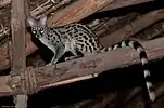 Common genet (Genetta genetta)