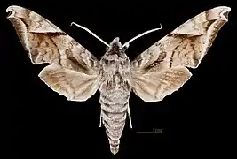 Acosmeryx naga hissarica male, dorsal