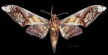 Amplypterus mansoni takamukui  ♂  △