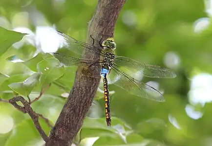 Male in Chinnar Wildlife Sanctuary