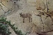 Arabian tahr, which is naturally found in Jebel Hafeet and Al Hajar Mountains