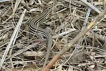 Laredo striped whiptail (Aspidoscelis laredoensis), in situ, Hidalgo County, Texas
