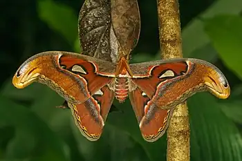Image 6Attacus taprobanisPhotograph credit: Jeevan JoseAttacus taprobanis is a species of moth in the family Saturniidae native to southern India and Sri Lanka. This adult male, photographed in Kadavoor, Kerala, developed from a larva feeding on a mahogany tree. When ready to pupate, the larva formed a papery cocoon 7.5 cm (3 in) long interwoven with a leaf; before doing this, the larva had attached the leaf to the stem with a silken thread and cut the leaf stalk. The colours of the dying leaf provided camouflage for the pupa, and the adult insect emerged some 24 days later.More selected pictures