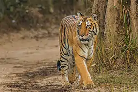 Jim Corbett National Park the oldest national park in India, famous for tigers