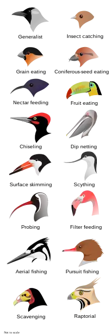 Illustration of the heads of 16 types of birds with different shapes and sizes of beak