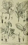 Botanical illustration
