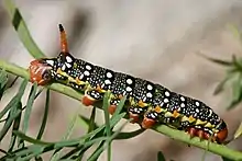 Caterpillar of the spurge hawk-moth, near Binn, Valais, Switzerland at c. 2 km altitude.