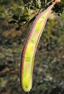 Fruit (pod) of the Calliandra californica.