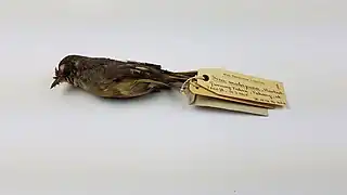 Bar-throated minla collected during the Federated Malay States Museums expedition to Gunung Tahan.