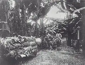 Black and white photograph of a banana tree lying on the ground, a horse pulling a carriage, and next to it a black rider on a gray horse
