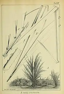 João Barbosa Rodrigues' original drawing of Butia stolonifera