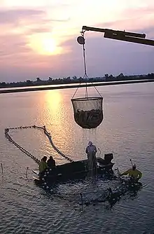 Photo of dripping, cup-shaped net, approximately 6 feet (1.8 m) in diameter and equally tall, half full of fish, suspended from crane boom, with four workers on and around larger, ring-shaped structure in water