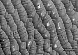 Olympia Planitia Dunes, as seen by HiRISE. Gypsum has been detected here by MRO.