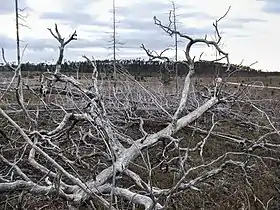 Torburgen seen from the land below the hill some years after the great fire