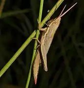 Elegant grass-mimicking grasshopper has stripes that join head and eye to the body