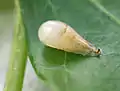Pupa