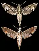 Eupanacra elegantulus