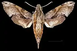 Eupanacra mydon male dorsal