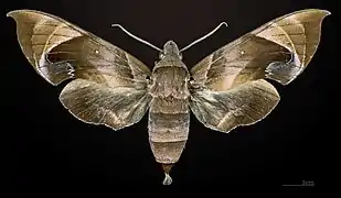Female