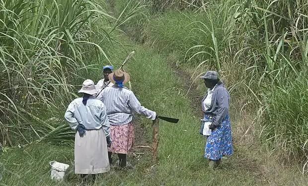 Female cane cutters in Barbados, 2011