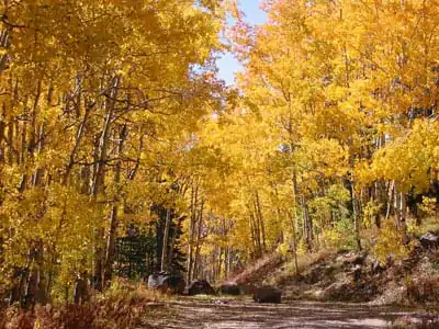 Aspen in autumn color change on the Grand Mesa National Scenic Byway