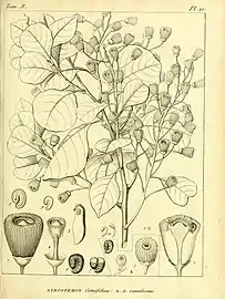 (Desfontaine t.10, 1822