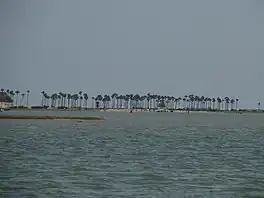 Palm trees lining the barrier islands
