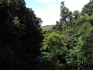 Thick vegetation in Jiménez