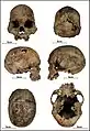 Burial 21 - Cranium