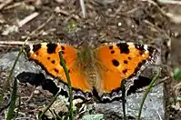 Scarce tortoiseshell, Nymphalis xanthomelas