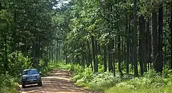 Long-leaf pine uplands, Big Thicket National Preserve, Polk County, Texas (May 2020)