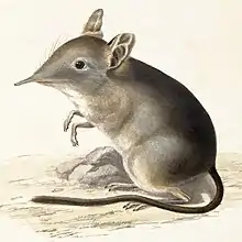 Drawing of gray elephant shrew