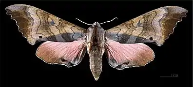 Female M. g. gressitti