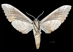 Female, ventral view