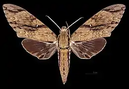 Meganoton rubescens thielei ♂