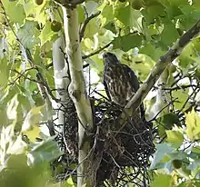 A juvenile Mississippi Kite stands in a nest