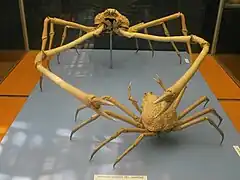 Japanese spider crabs