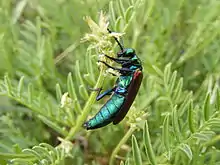 Lytta nuttalli (Nutall's blister beetle) on milkvetch at Waterfowl Production Area in Waubay Wetland Management District