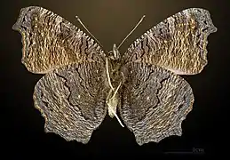 Ventral side