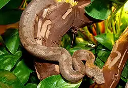 Candoia type species; the Pacific ground boa (C. carinata)