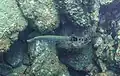 Atlantic trumpetfish on Madeira