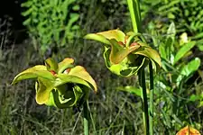 Pitcher plant (Sarracenia alata), Tyler County